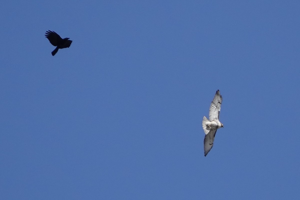 Red-tailed Hawk - ML616736709
