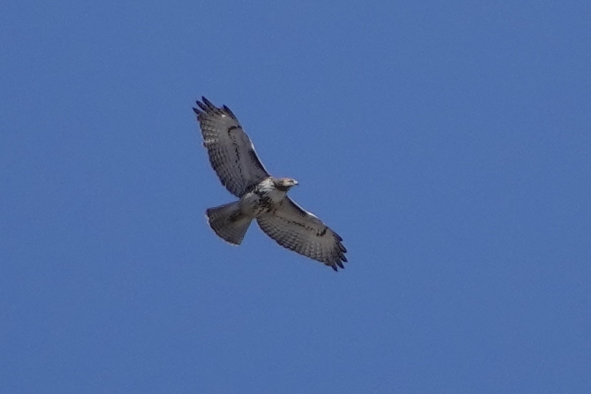 Red-tailed Hawk - ML616736710