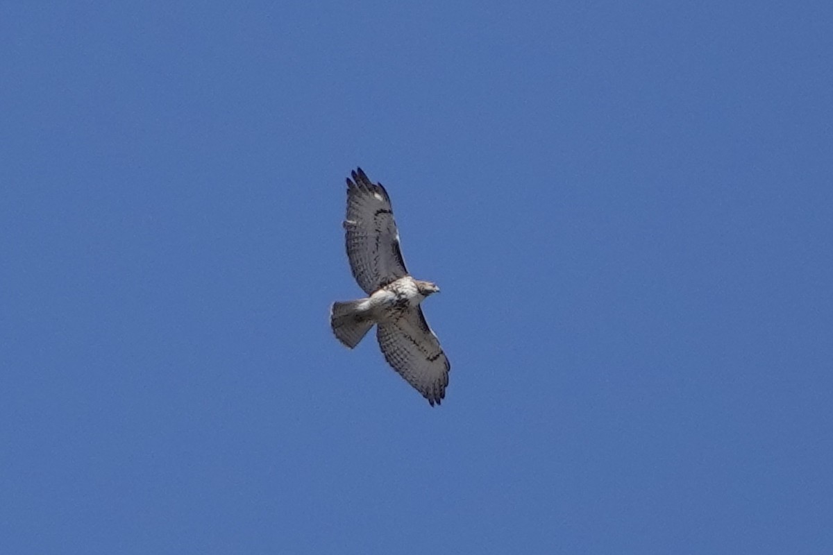 Red-tailed Hawk - ML616736711