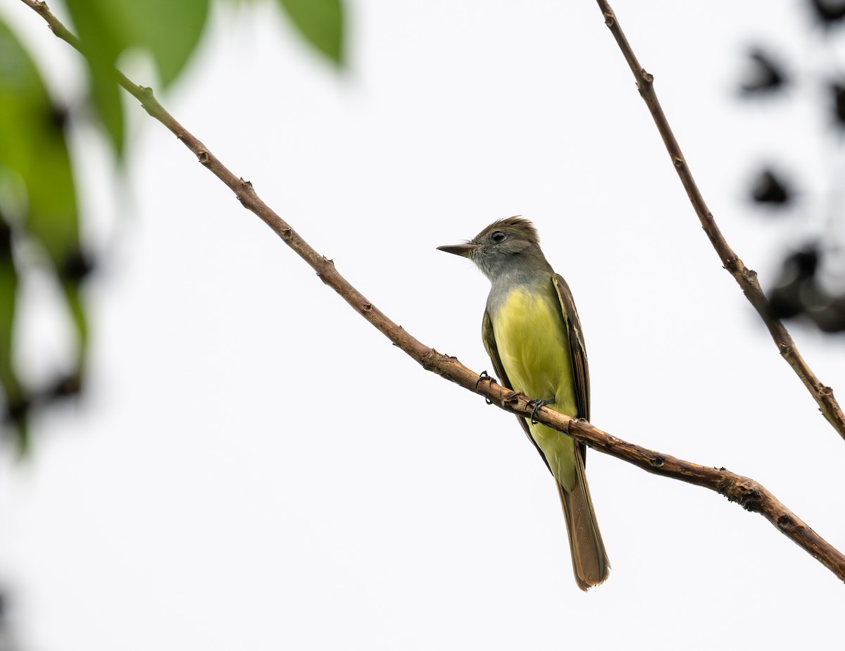 Great Crested Flycatcher - ML616736829