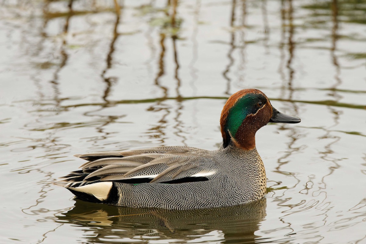 Green-winged Teal (Eurasian) - ML616736832