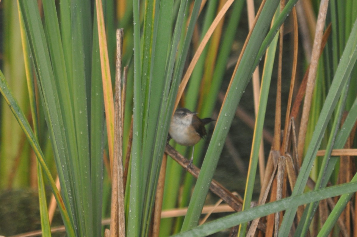 Marsh Wren - ML616736844