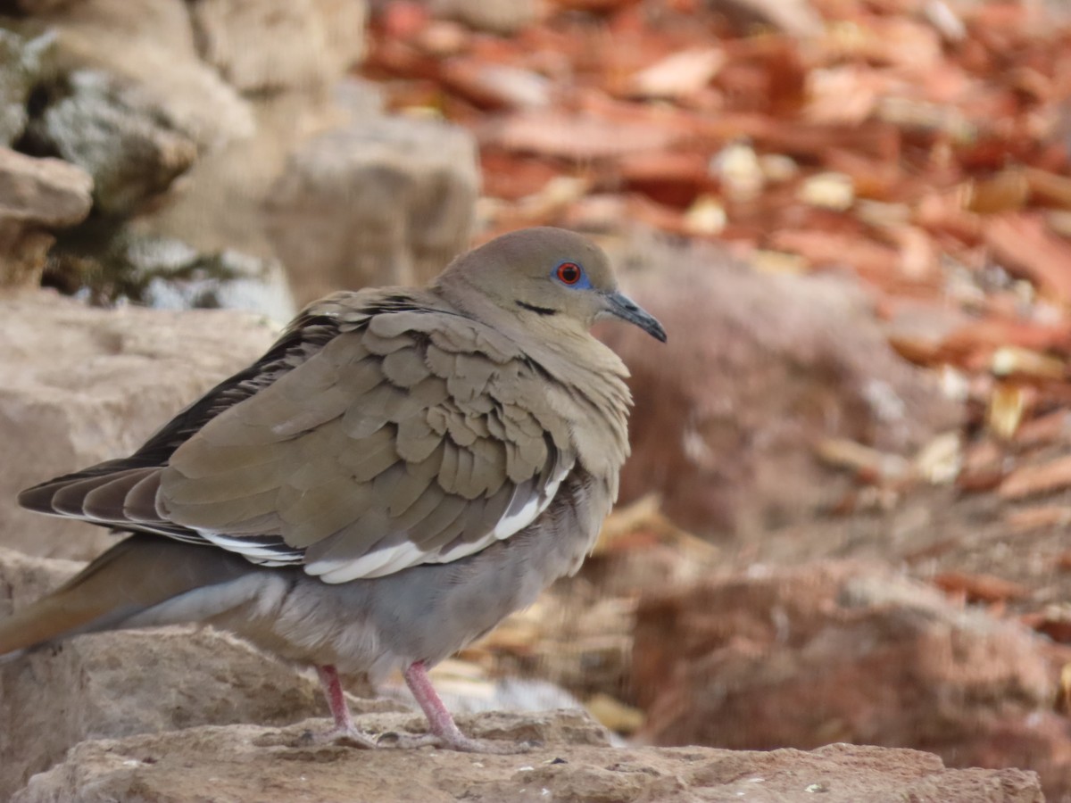 White-winged Dove - ML616736916