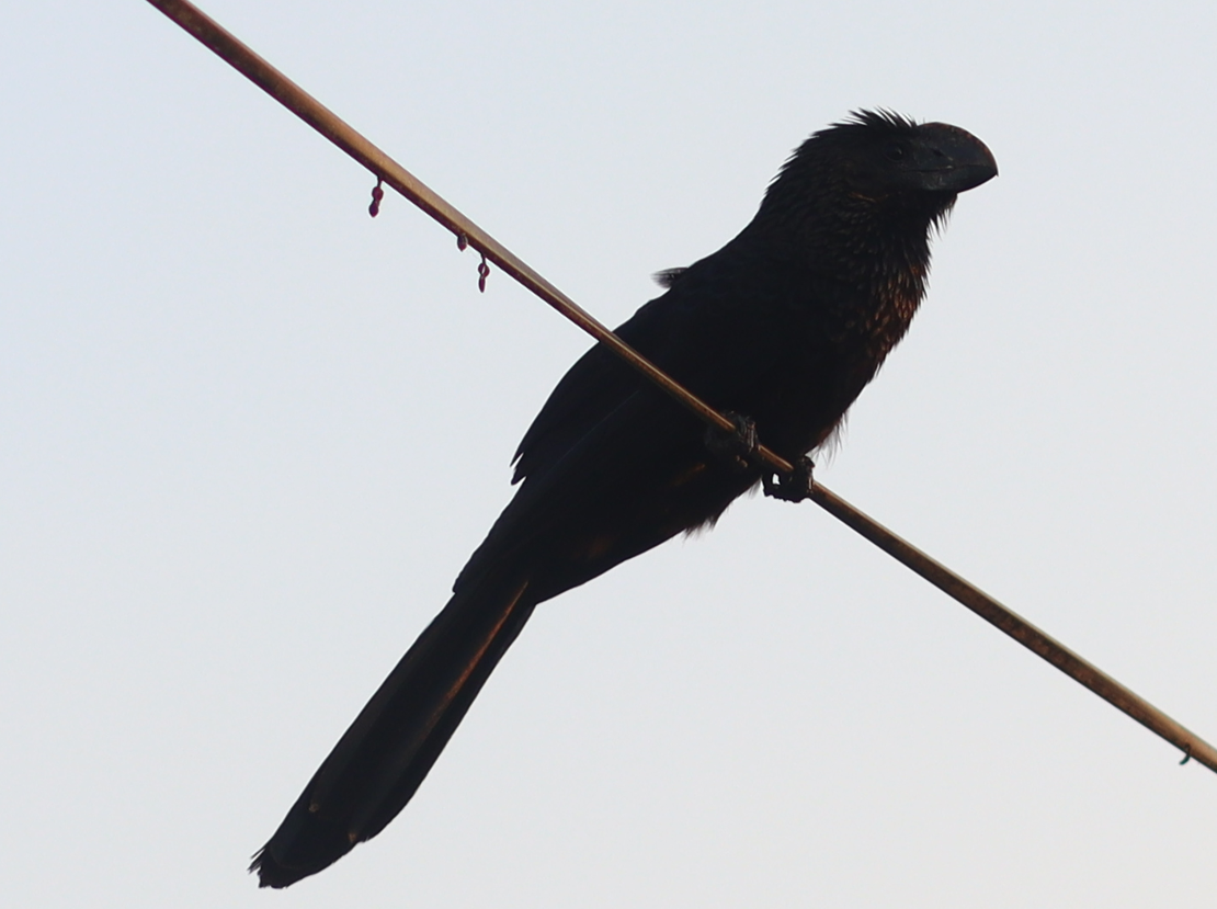 Smooth-billed Ani - Jay Corazon