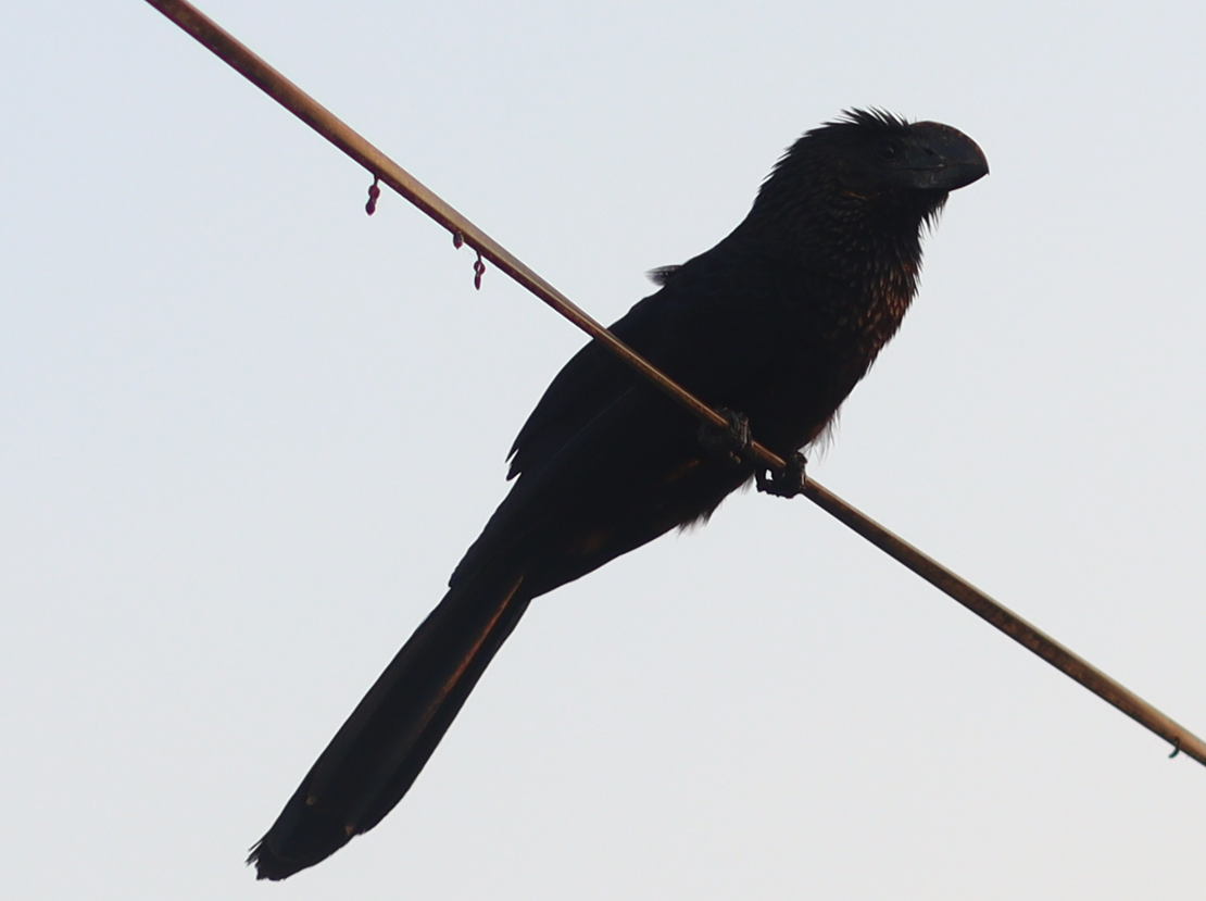 Smooth-billed Ani - ML616736918