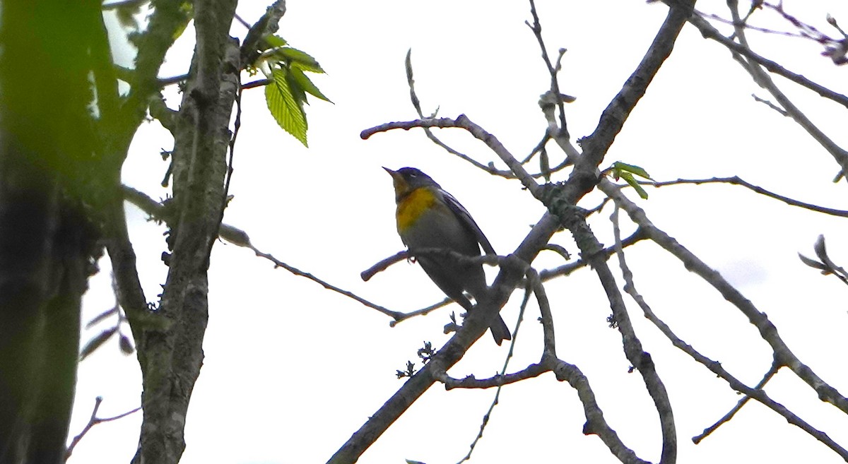 Northern Parula - Brian Carlson