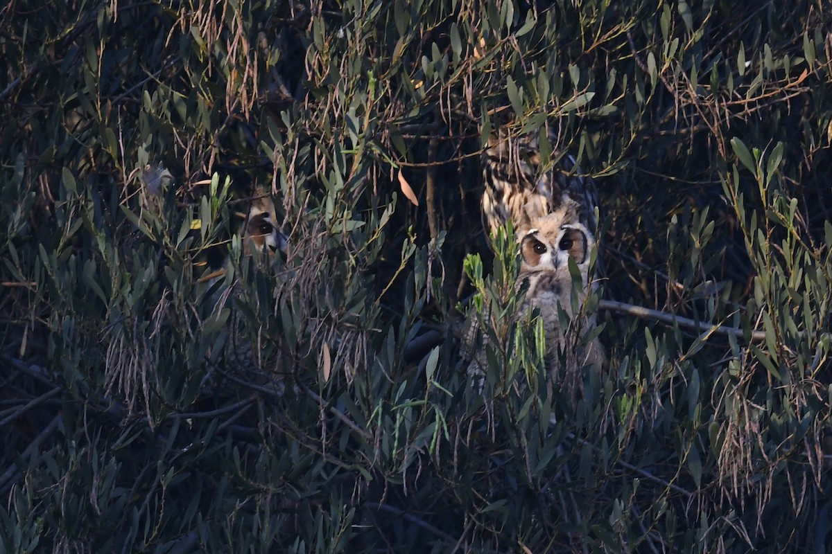 Striped Owl - ML616736948