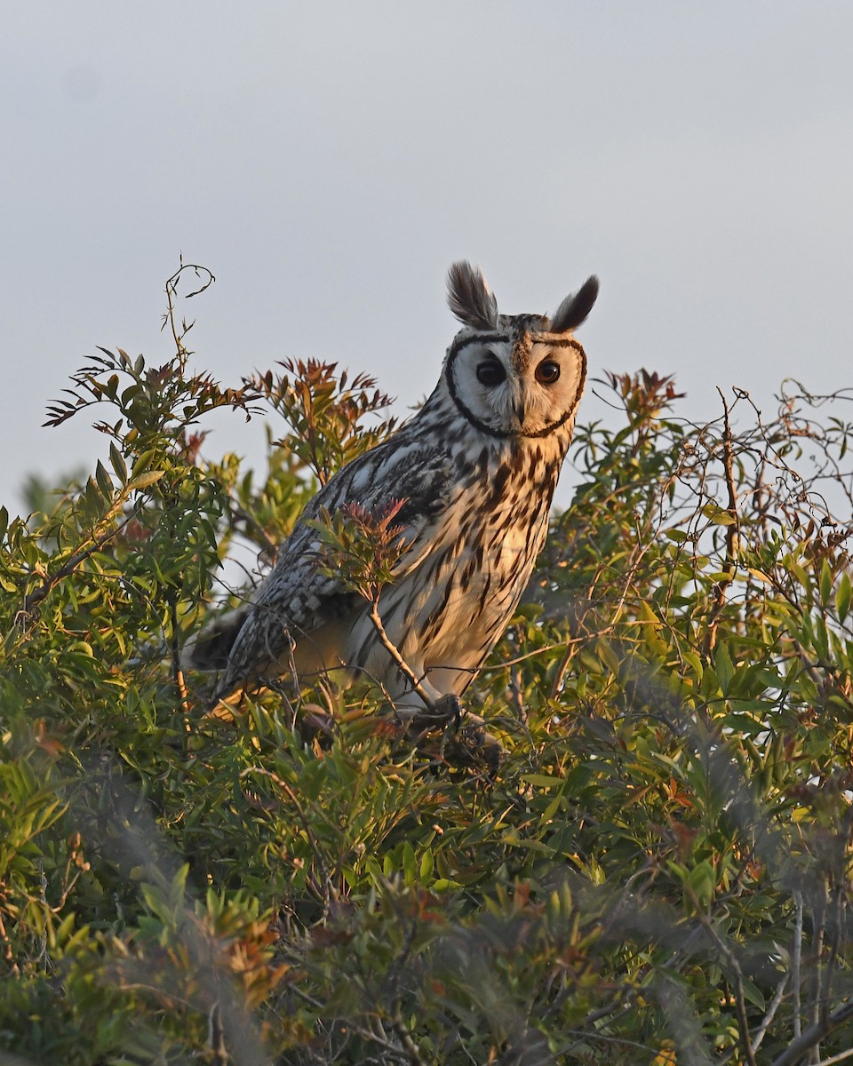 Striped Owl - ML616736949