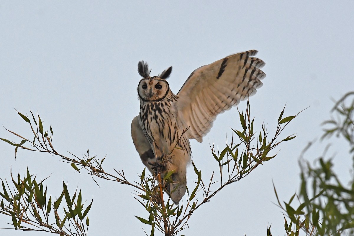 Striped Owl - ML616736950