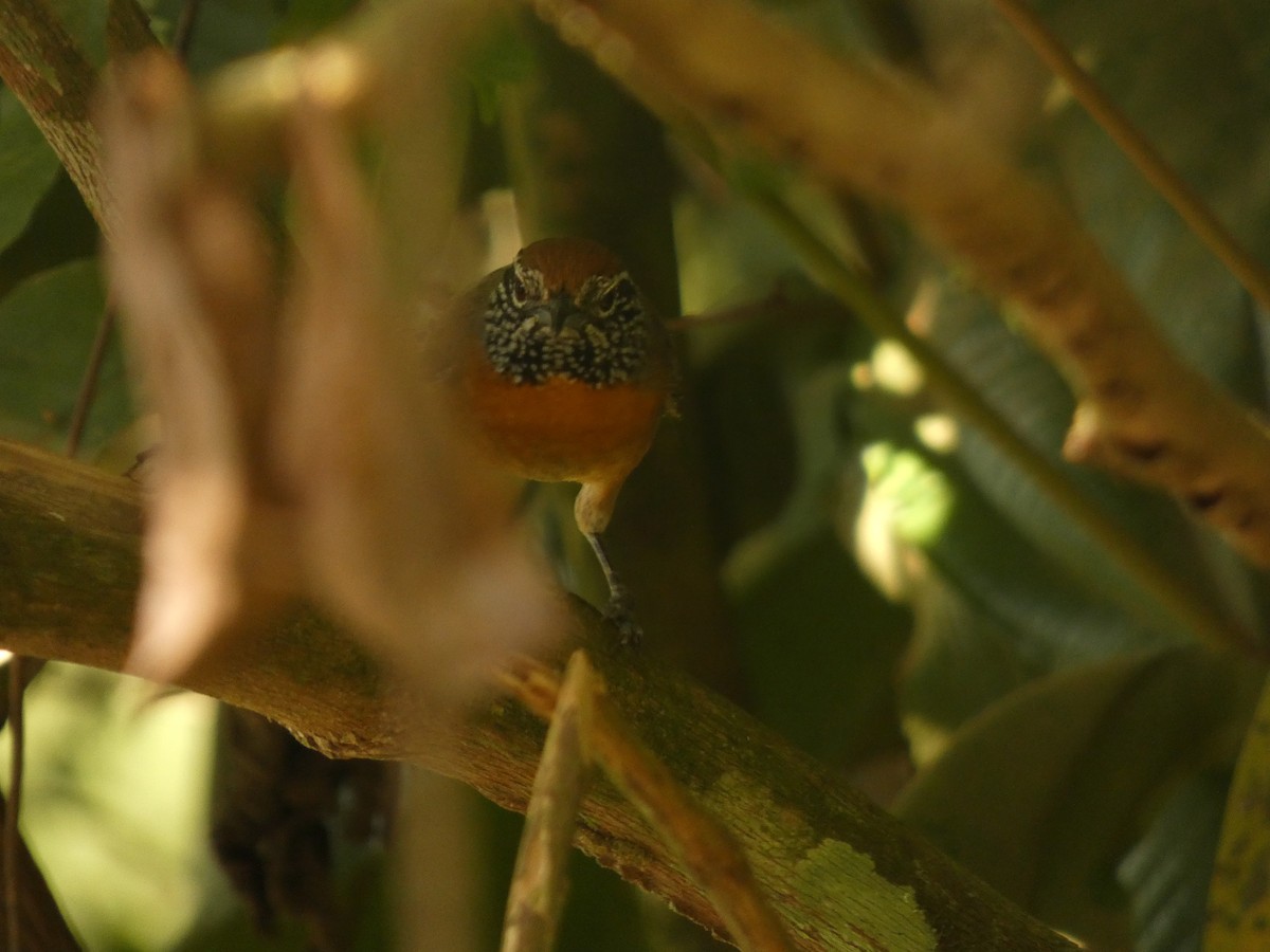 Rufous-breasted Wren - ML616737062