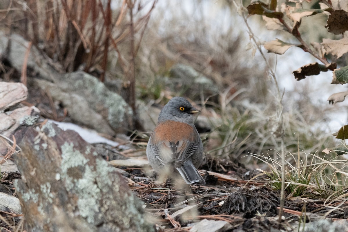 Yellow-eyed Junco - Bente Torvund