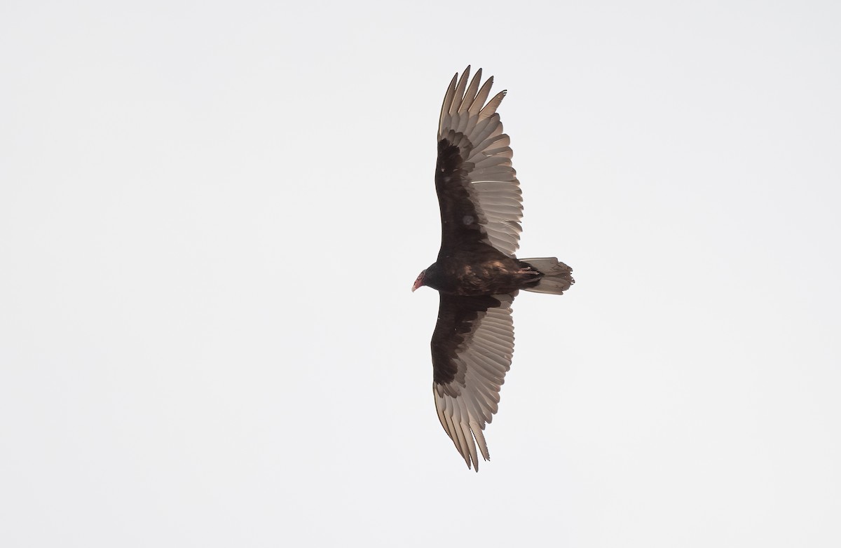 Turkey Vulture - ML616737131