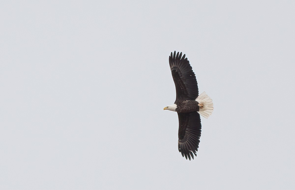 Bald Eagle - Annie Lavoie