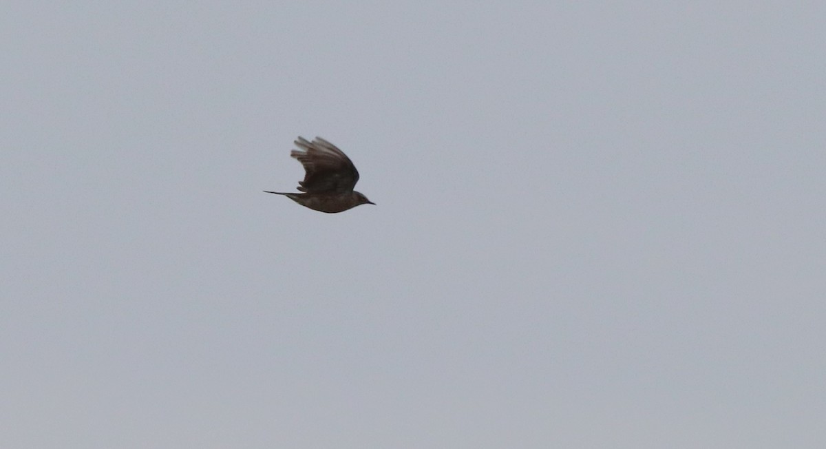 Water Pipit - David Santamaría Urbano