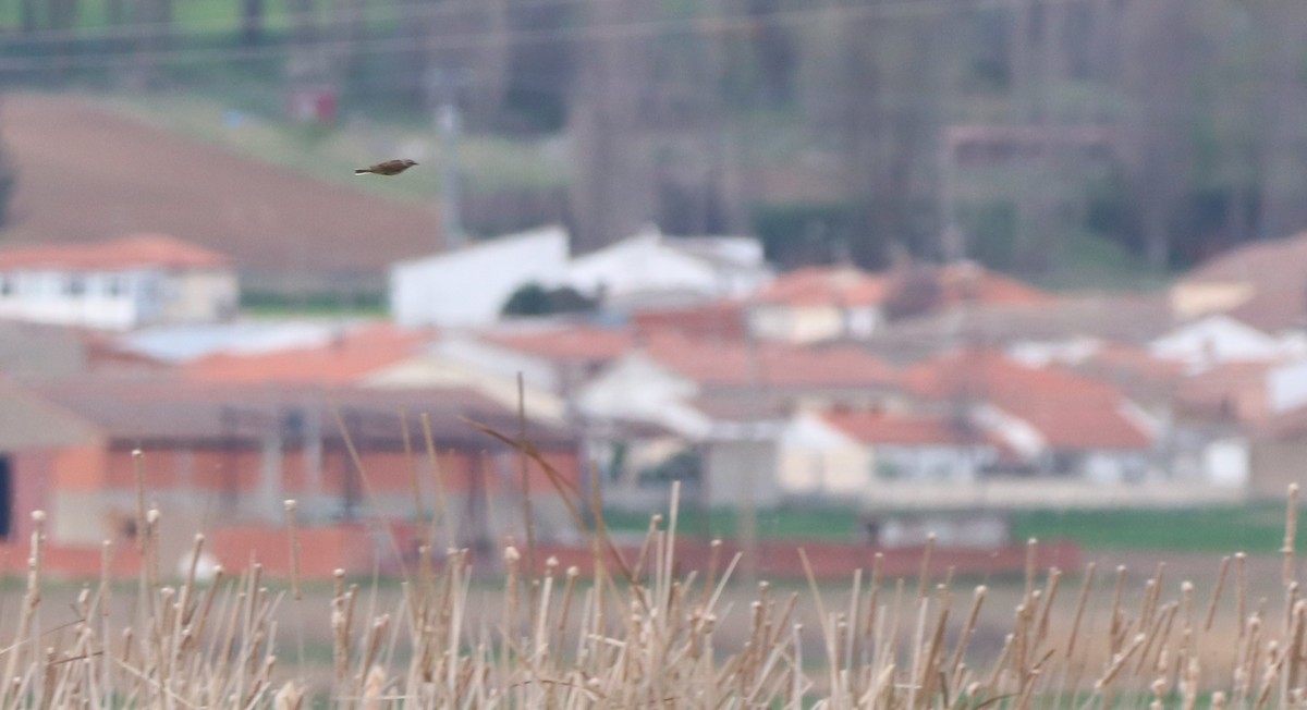 Water Pipit - David Santamaría Urbano