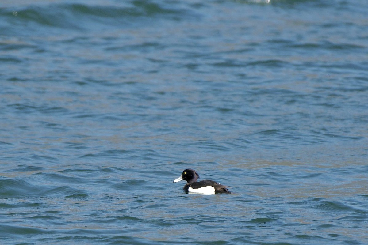 Tufted Duck - ML616737193