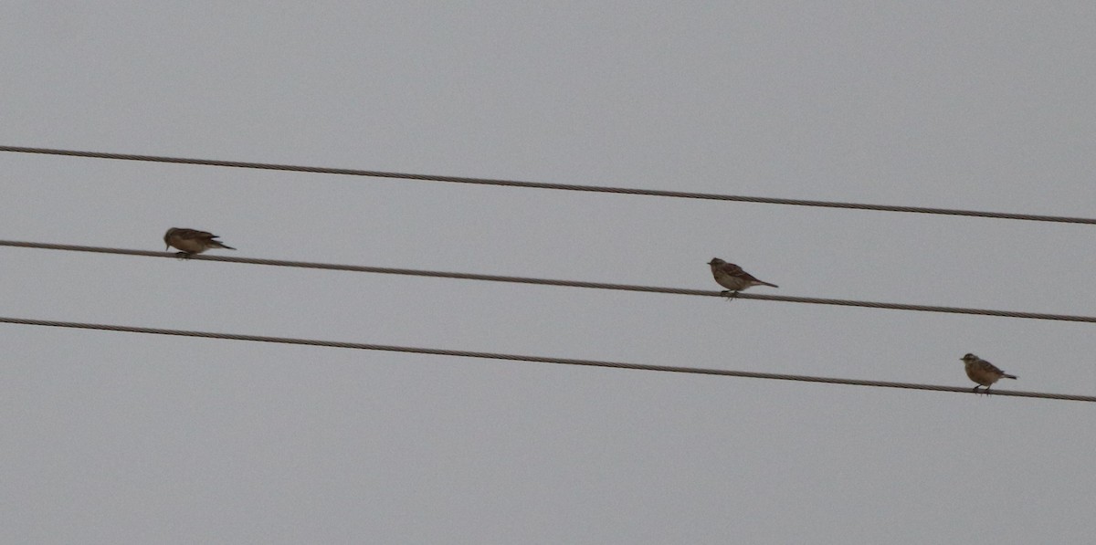 Water Pipit - David Santamaría Urbano