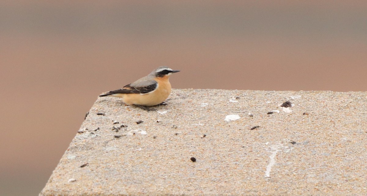 Northern Wheatear (Greenland) - ML616737227