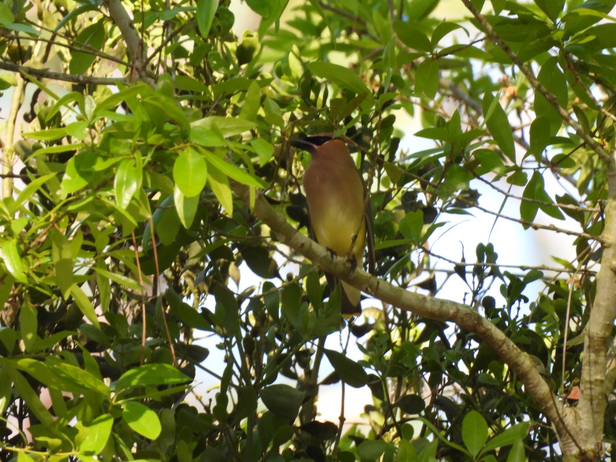 Cedar Waxwing - ML616737244