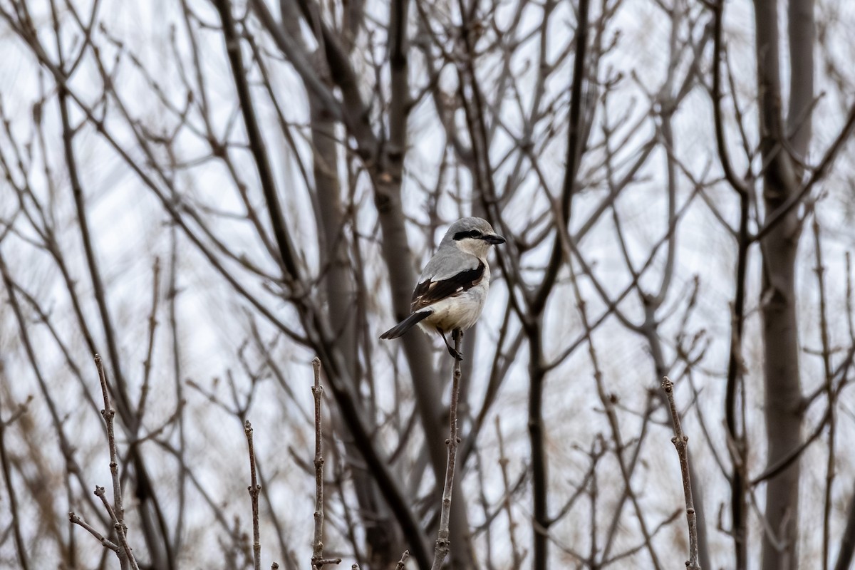 Northern Shrike - Ray Mielke