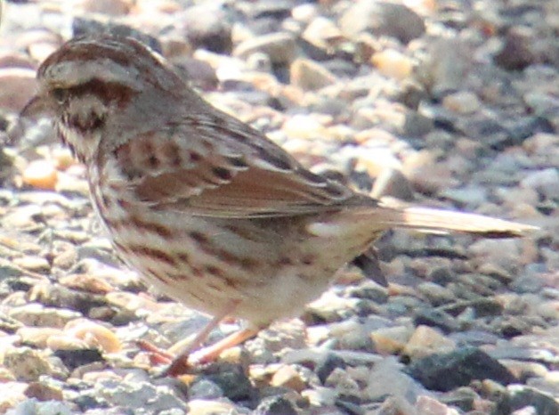 Song Sparrow (melodia/atlantica) - ML616737339