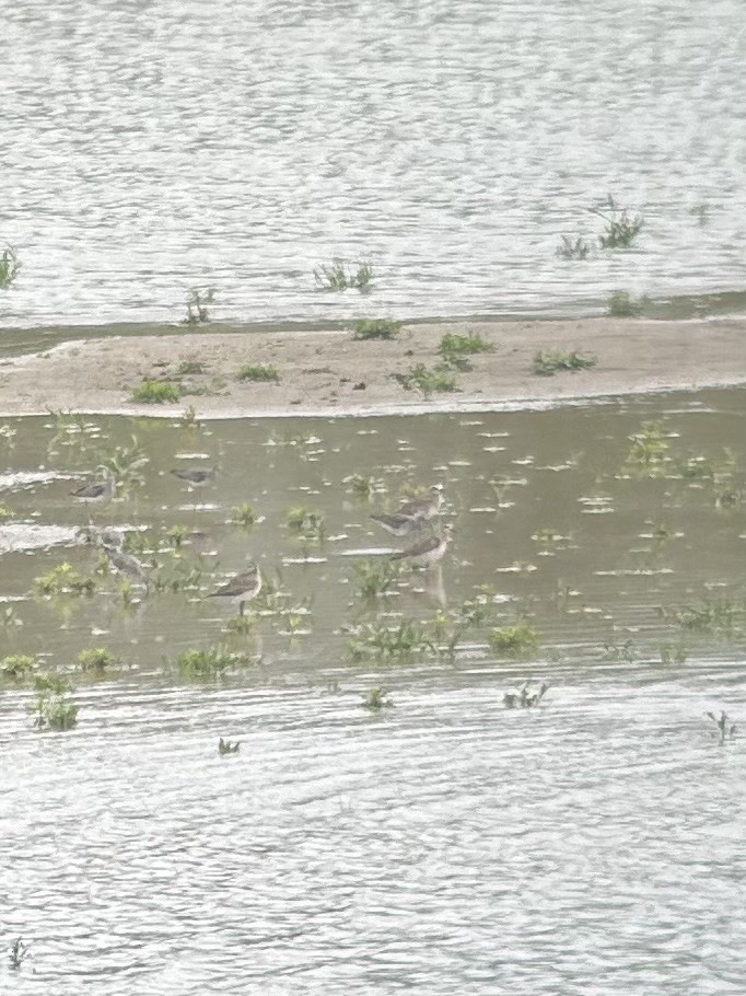 American Golden-Plover - ML616737344