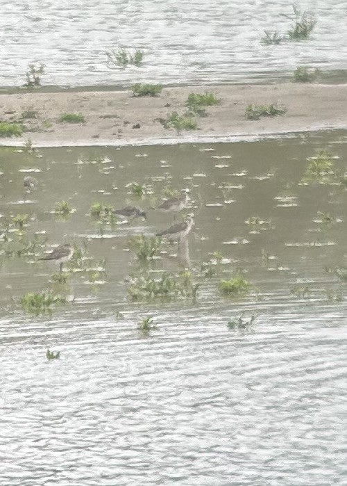 American Golden-Plover - ML616737345