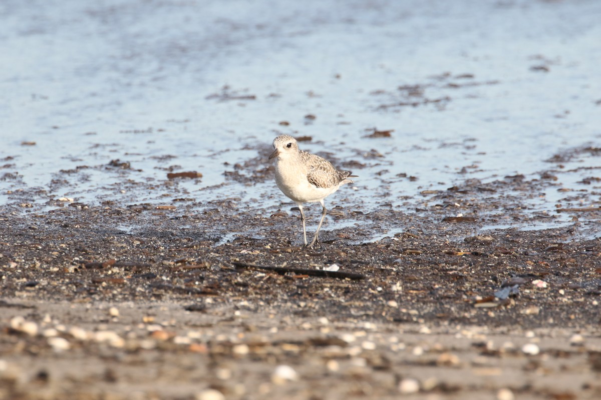 Black-bellied Plover - ML616737361