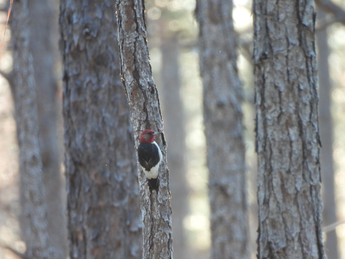 Red-headed Woodpecker - ML616737390