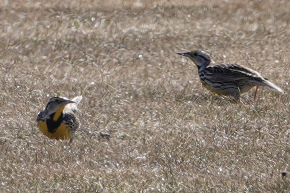 Eastern Meadowlark - ML616737399