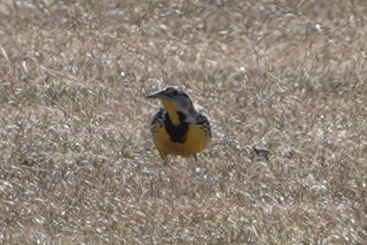 Eastern Meadowlark - ML616737400