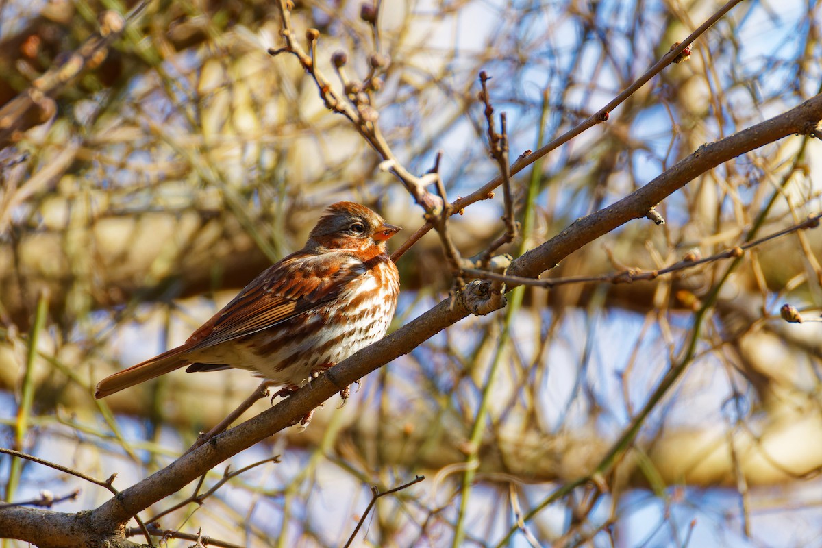 Fox Sparrow - ML616737485