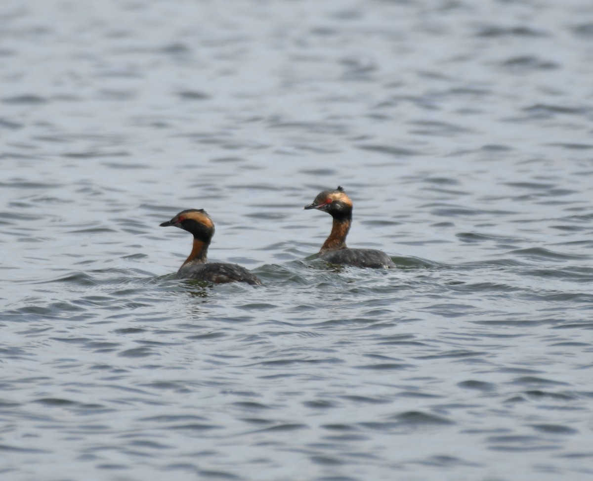 Horned Grebe - ML616737506