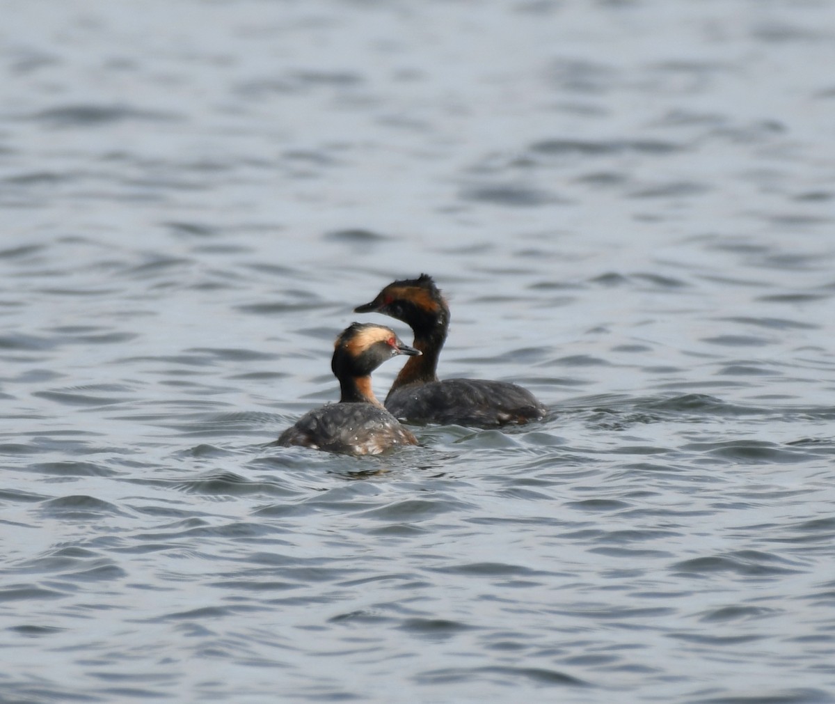 Horned Grebe - ML616737507