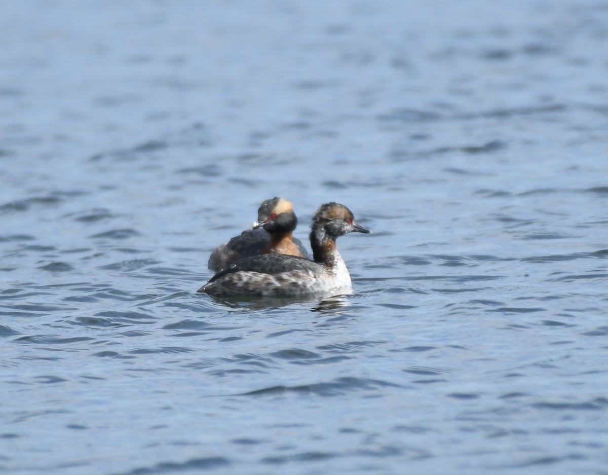 Horned Grebe - ML616737508