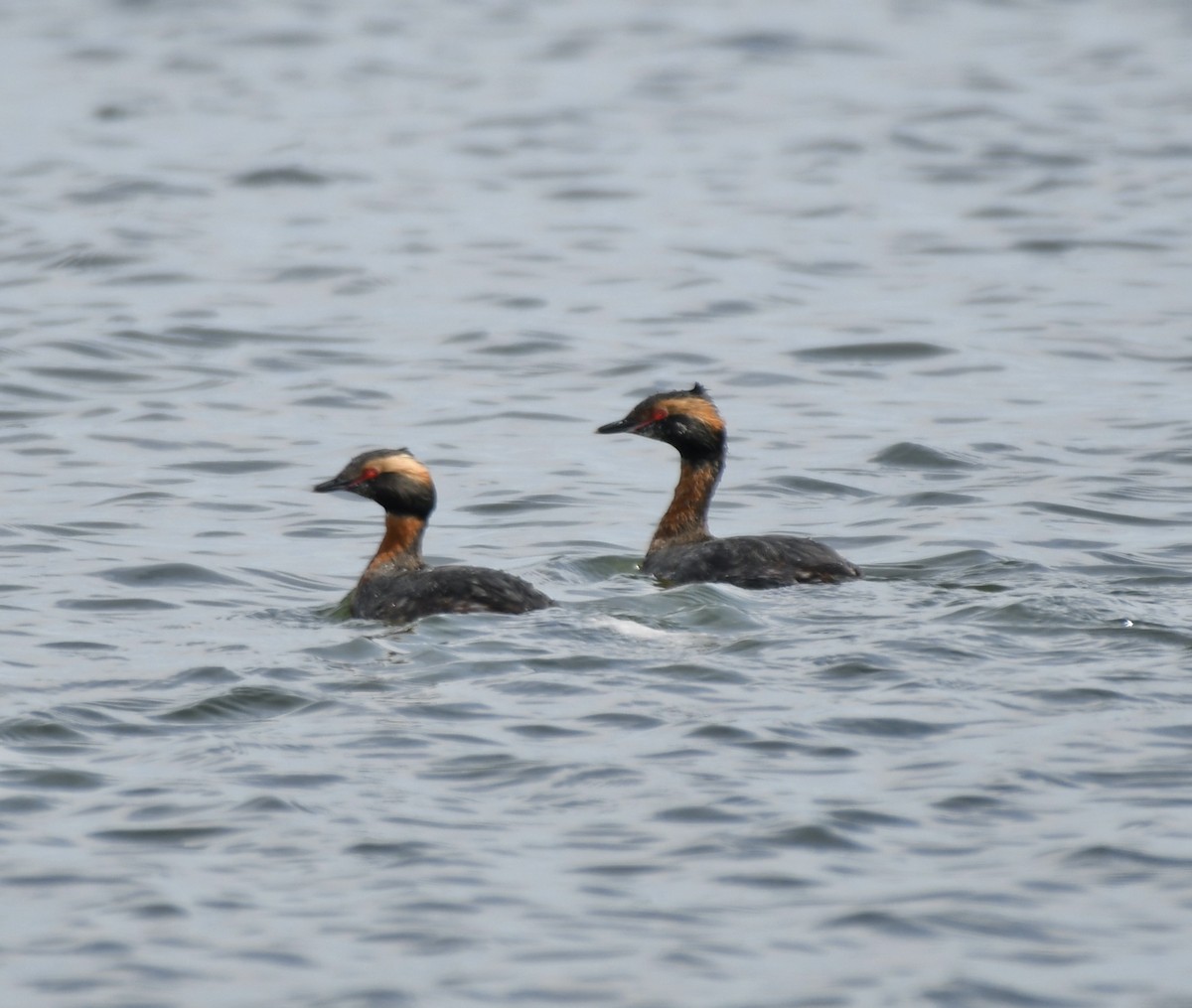 Horned Grebe - ML616737509