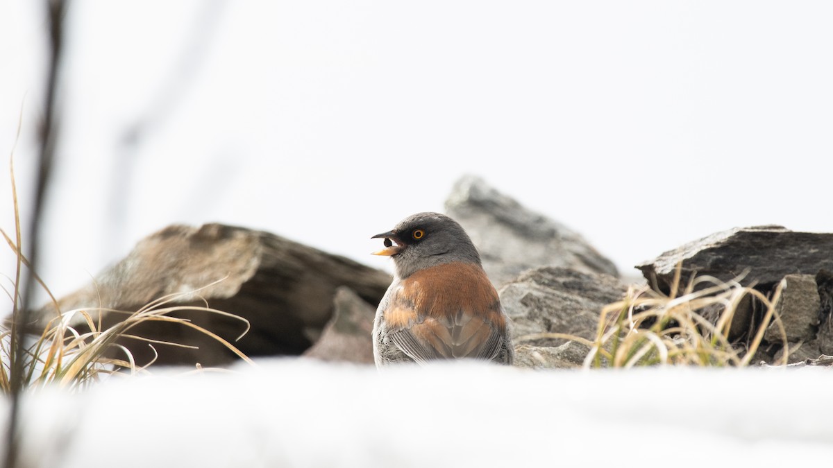 Yellow-eyed Junco - Bente Torvund