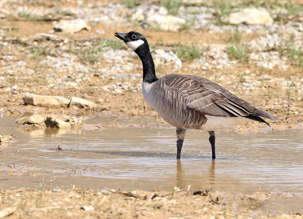 シジュウカラガン（hutchinsii） - ML616737538