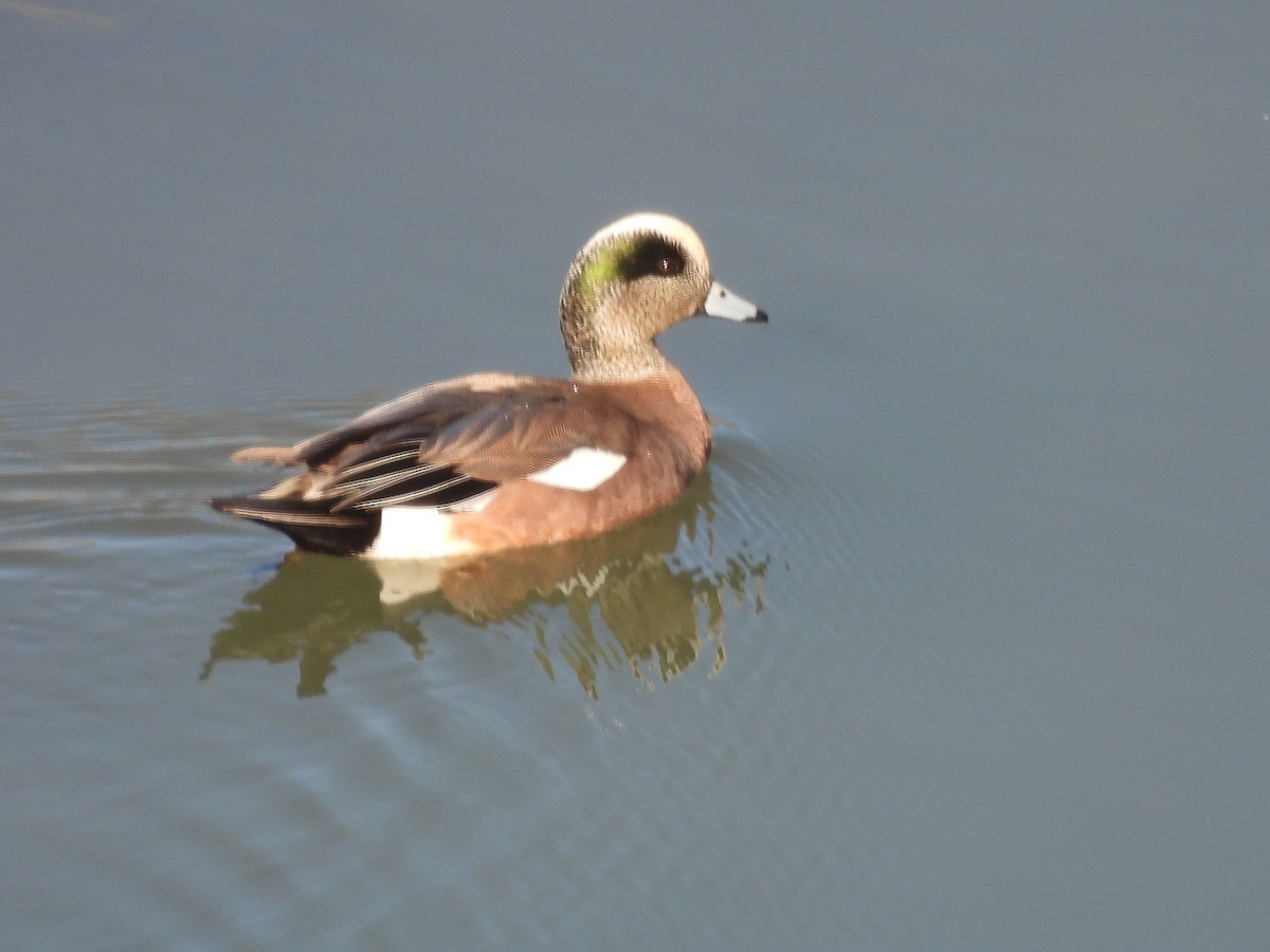 American Wigeon - ML616737631