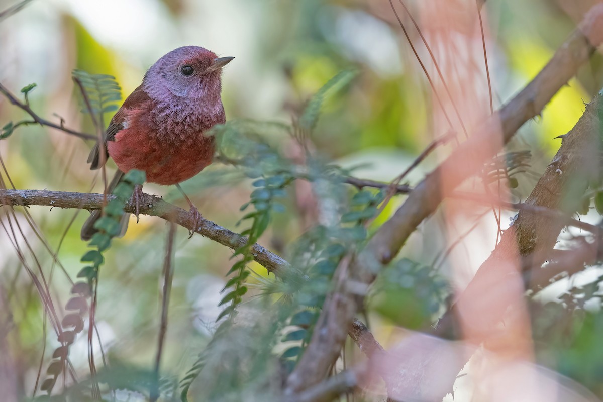 Pink-headed Warbler - ML616737638