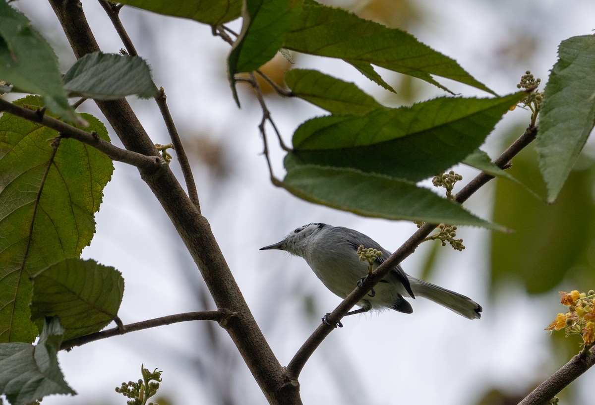 White-browed Gnatcatcher - Herb Elliott