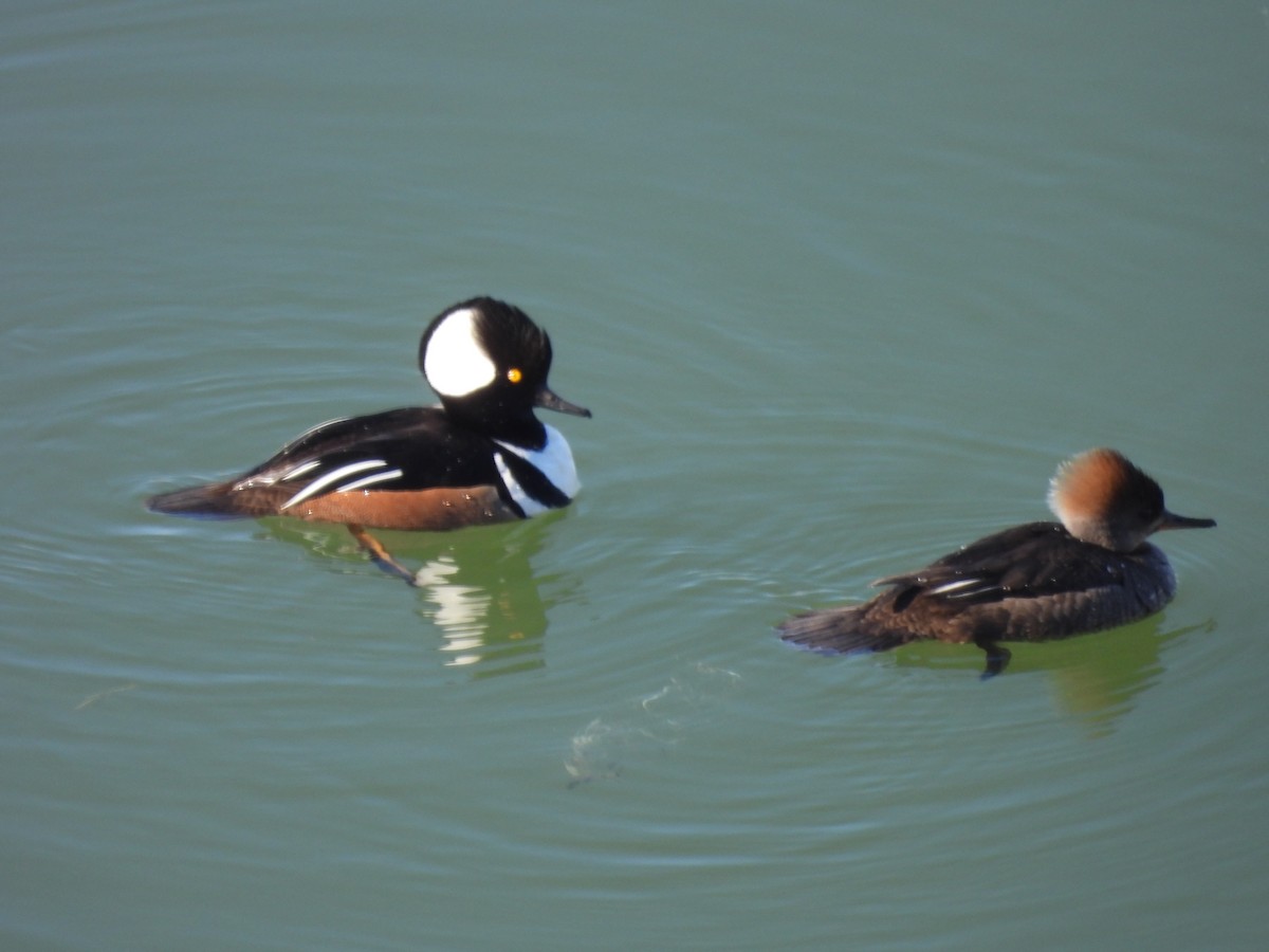 Hooded Merganser - Robert Leonhardt