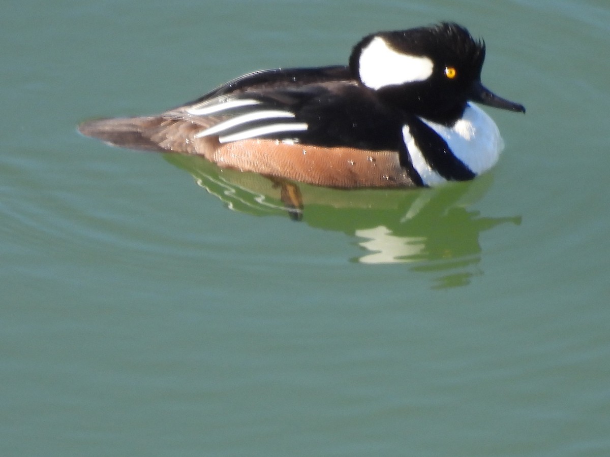 Hooded Merganser - Robert Leonhardt