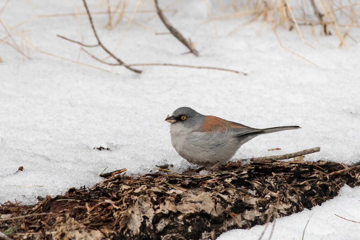 Yellow-eyed Junco - Bente Torvund