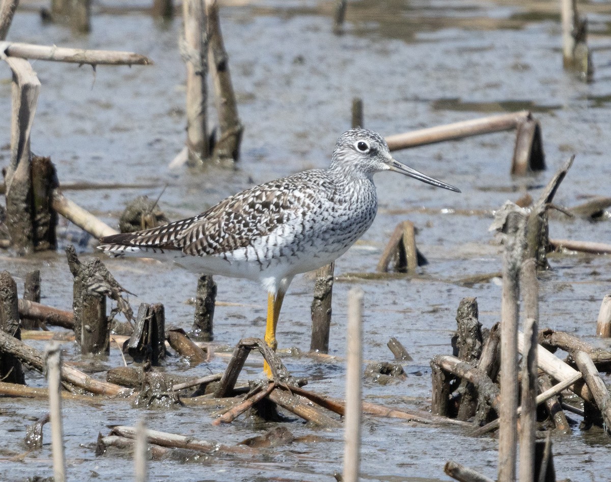 Greater Yellowlegs - ML616737709