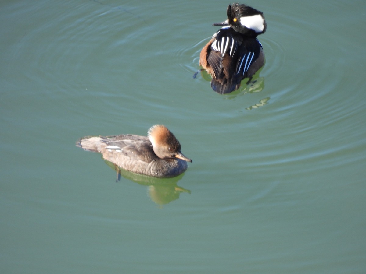 Hooded Merganser - Robert Leonhardt