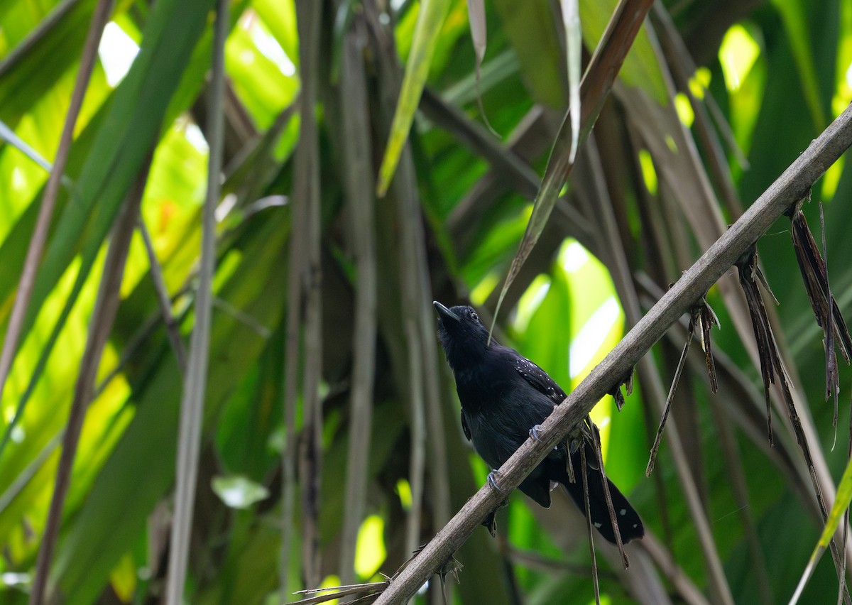 Black-hooded Antshrike - Herb Elliott