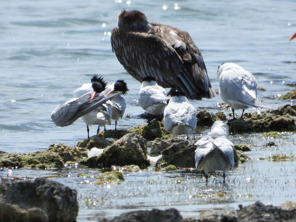 Sandwich Tern (Cayenne) - ML616737730