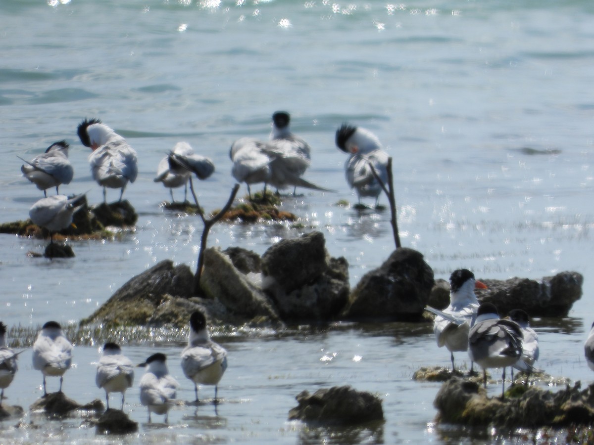 Sandwich Tern (Cayenne) - Denise Rekwest