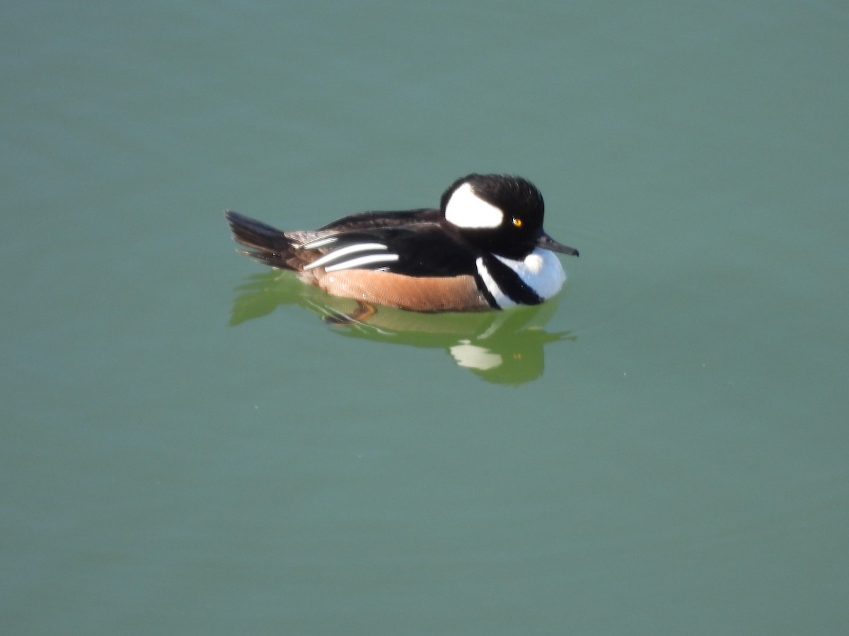 Hooded Merganser - Robert Leonhardt